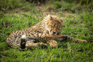 Cheetah cub lies licking foreleg in grass