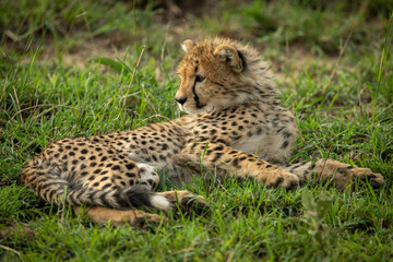 Cheetah cub lies on grass looking back