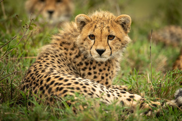 Naklejka na ściany i meble Cheetah cub lies with family in grass