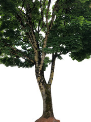 Fototapeta premium Isolated tree on white background