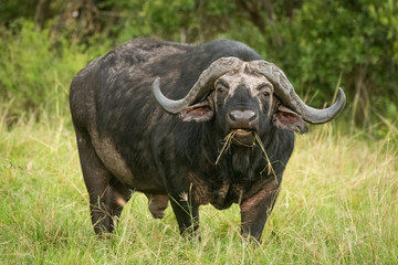 Naklejka premium Cape buffalo stands chewing grass facing camera