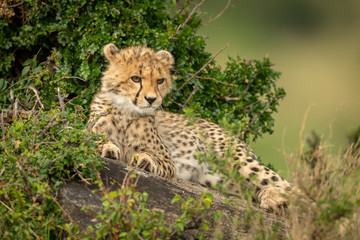 Cheetah cub lies on rock in bushes