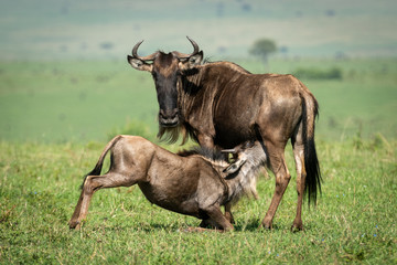Blue wildebeest nurses calf on sunny grassland