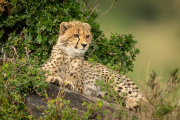 Cheetah cub lies in bushes on rock