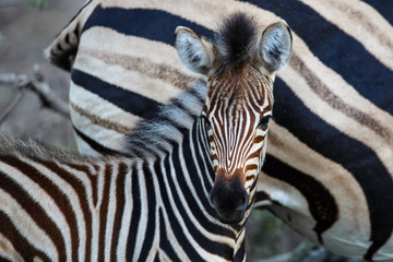 Fototapeta na wymiar Baby zebra in the Sabi Sands Game Reserve, part of the Greater Kruger Region, in South Africa