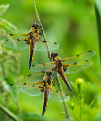 Close up of three Four-spotted Chaser Dragonflies (Libellula quadrimaculata) sheltering from rain