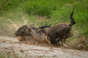Blue wildebeest lands in river with splash