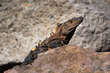 Iguana tomando el sol sobre una roca