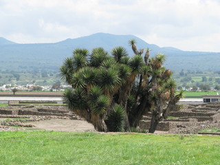 ruins of tecoaque