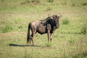 Naklejka na ściany i meble Blue wildebeest stands turning head in grass