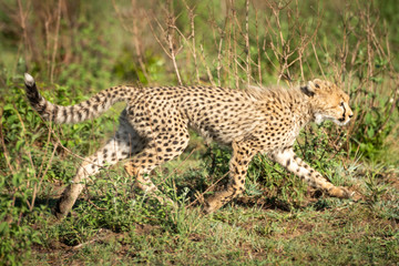 Fototapeta na wymiar Cheetah cub runs through bushes in sunshine