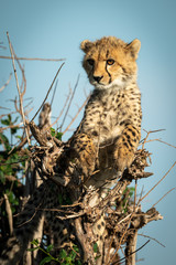 Cheetah cub lies in bush staring left