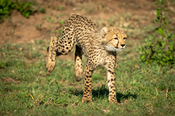 Cheetah cub runs on grass in sunshine