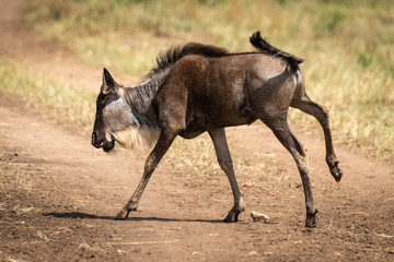 Blue wildebeest calf galloping across dirt track