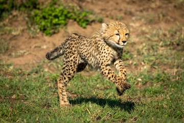 Fototapeta na wymiar Cheetah cub bounds over grass in sunshine