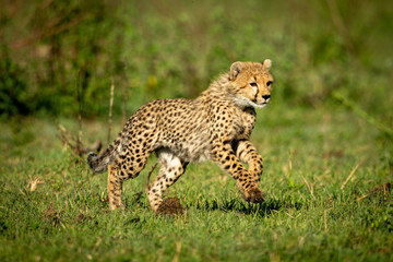 Cheetah cub bounding over grass in sunshine