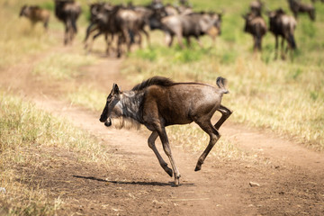 Naklejka na ściany i meble Blue wildebeest calf gallops across dirt track