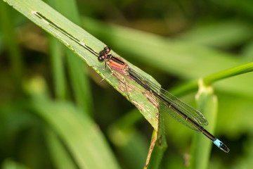 Female Blue-tailed Damselfly rufescens (Ischnura elegans)