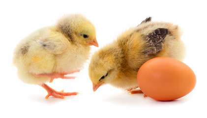 Obraz premium Two chickens and egg isolated.