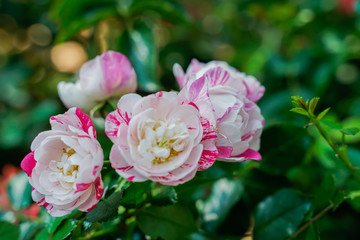 Fototapeta na wymiar Miniature rose, morning light, bright colors, close-up