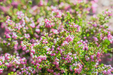 Wild flowers, rose color, morning light, bright colors Close-up.
