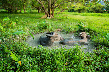 Fototapeta premium Thai buffalo, male and female, 2 in the mud pond, playing in the rice fields, Phuket, Thailand