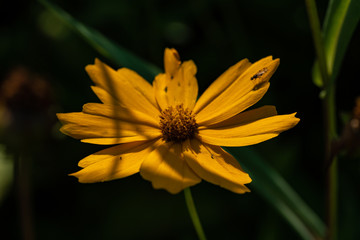 Coreopsis grandiflora Mädchenauge