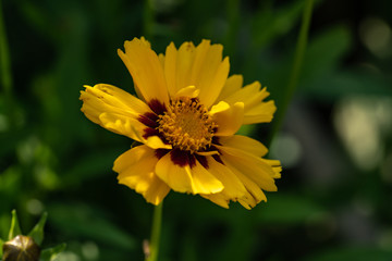 Coreopsis grandiflora Mädchenauge