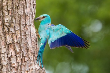 European roller, Coracias garrulus, sitting on bark of tree in summer with space for text. Blue...