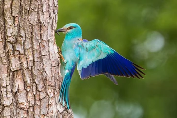  European roller, Coracias garrulus, sitting on bark of tree in summer with space for text. Blue bird with a spread wings waiting for feeding from side view with blurred background. © WildMedia