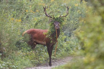 Grown male mammal red deer, cervus elaphus, outgoing from spinney overgrown of leaves in the summer with copyspace. Monumental wild stag standing on forest road from front view with space for text.