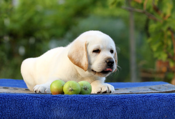 lovely nice cute labrador puppy on a blue background