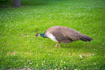 A beautiful peacock in the Waldstein Garden in Prague in the Czech Republic