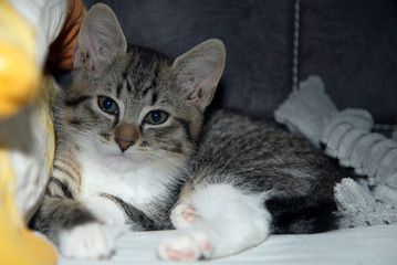 A small stray cat, now domestic, My girlfriend wanted a cat, we took a stray.