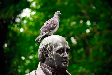 Pigeon