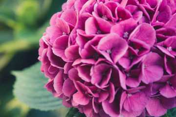 Beautiful Flower, Hydrangea Flowers, Hydrangea Macrophylla