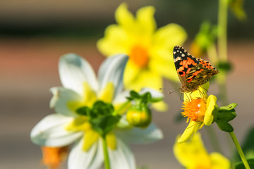 Allphotokz Butterflies 20091005 1090 5D