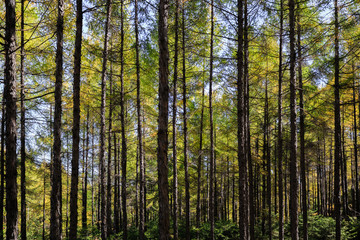 pine trees in the forest background day view