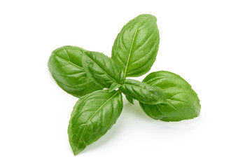 Fresh basil leaves, close-up, isolated on white background