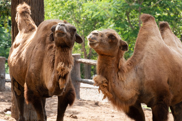  Bactrian camel