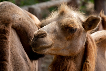  Bactrian camel