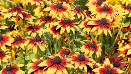 Rudbeckia hirta 'Cappuccino' or Black-Eyed Susan 'cappuccino' or gloriosa daisy