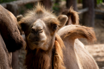  Bactrian camel