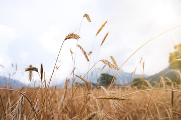 Obraz premium Wheat field. Ears of golden wheat close up. Background of ripening ears of meadow wheat field