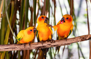View of three parakeets Sun Conure fighting over a piece of apple