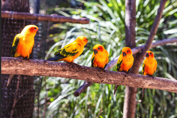 View of a group of parakeet Conure Sun