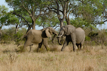 Fototapeta premium trunk to trunk, elephants in the Kruger National Park