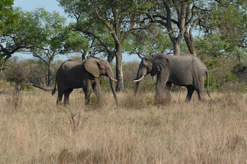 Obraz premium Elephant stand off in South Africa