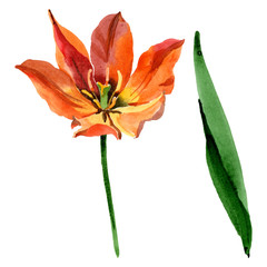 Orange tulip floral botanical flowers. Watercolor background illustration set. Isolated tulips illustration element.