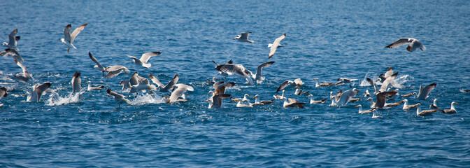 Gaviota de Audouiin y Gaviota patiamarilla,Reserva Natural Islas Columbretes, Mar Mediterráneo,...